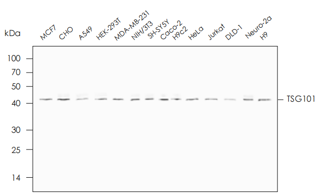 適用于多種細胞上清外泌體提取 適用于多種細胞上清外泌體提取