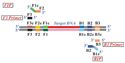 LAMP引物設(shè)計(jì) LAMP引物設(shè)計(jì)