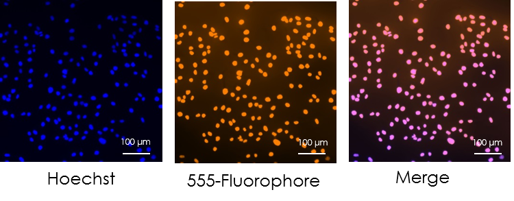 圖片4.png 圖片4.png