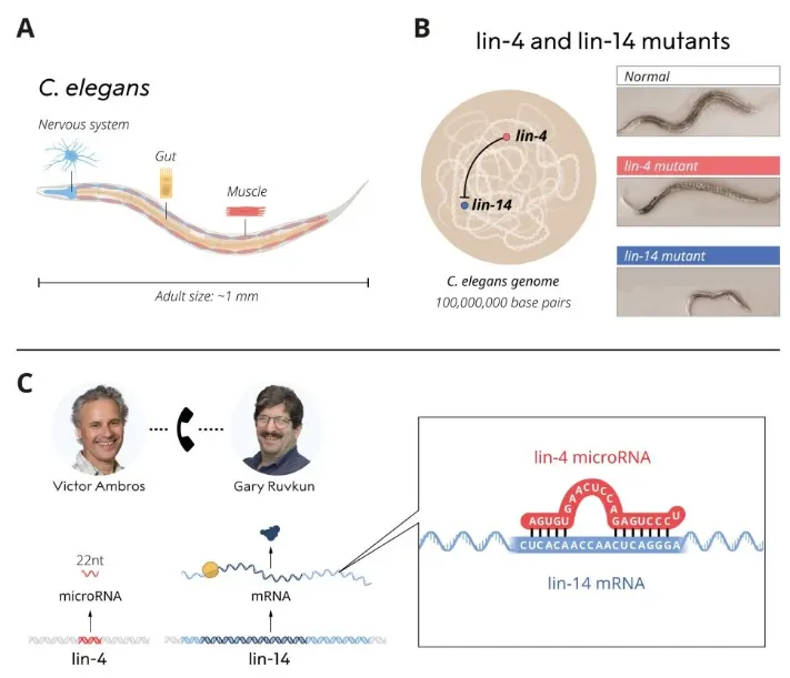 Ambros和Ruvkun發(fā)現(xiàn)lin-4來源的microRNA過程 Ambros和Ruvkun發(fā)現(xiàn)lin-4來源的microRNA過程