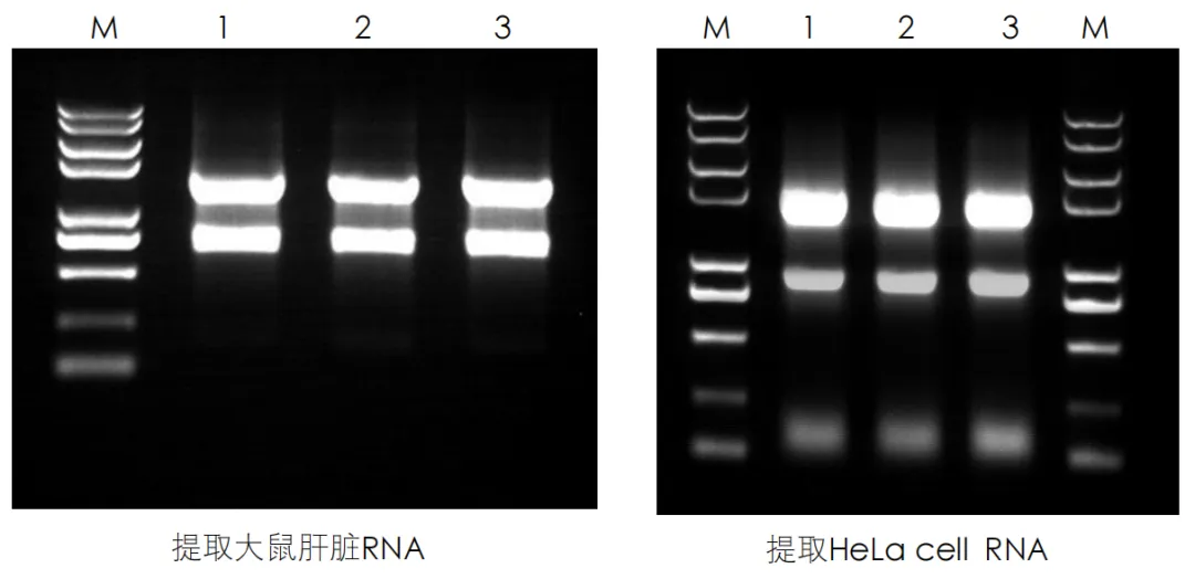 Trans2K?PUS II DNA Marker Trans2K?PUS II DNA Marker