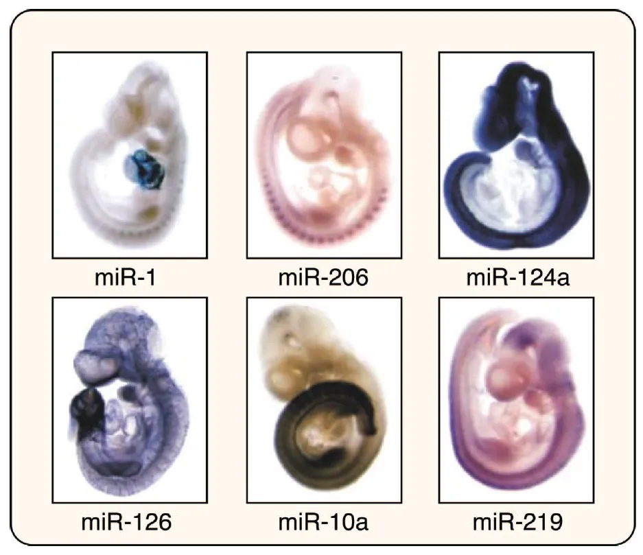 整體原位microRNA 雜交(Whole-mount miRNA ISH)技術(shù)在生物發(fā)育中的應(yīng)用 整體原位microRNA 雜交(Whole-mount miRNA ISH)技術(shù)在生物發(fā)育中的應(yīng)用