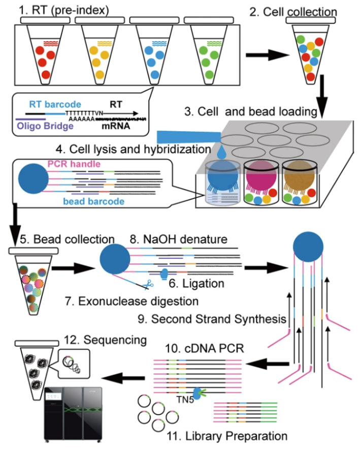 Micro-well實驗原理 Micro-well實驗原理