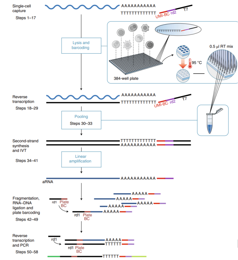 MARS-seq實驗原理.png MARS-seq實驗原理.png