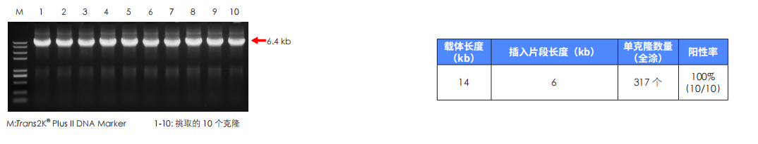 14 kb 長載體成功組裝