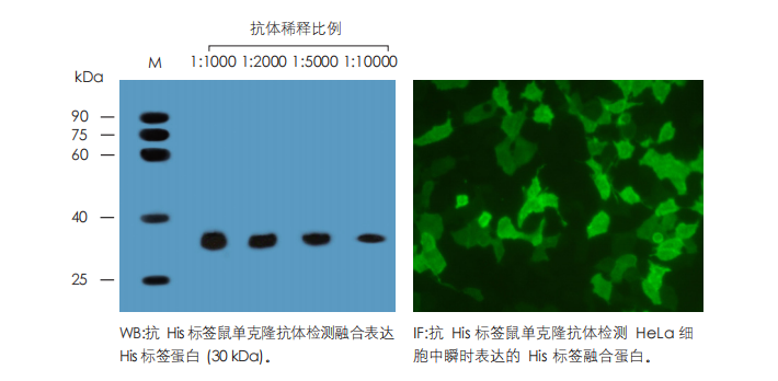 數(shù)據(jù)展示