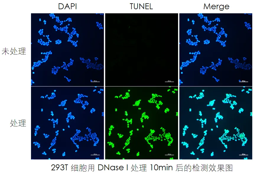 實驗數(shù)據(jù) 實驗數(shù)據(jù)